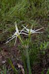 Spring spiderlily